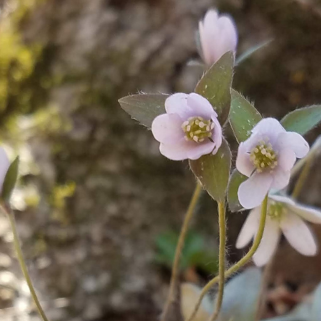 City Nature Challenge