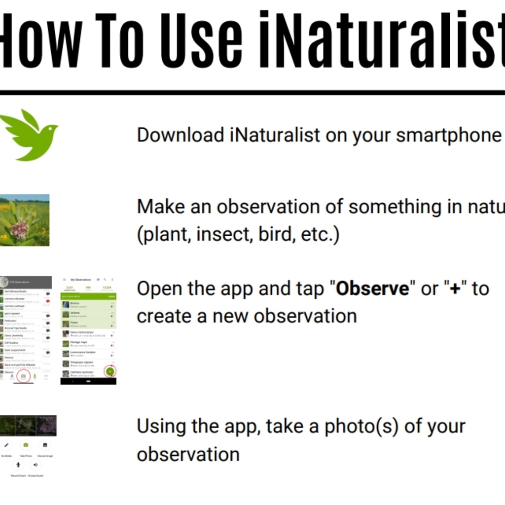 How To Use iNaturalist Flyer