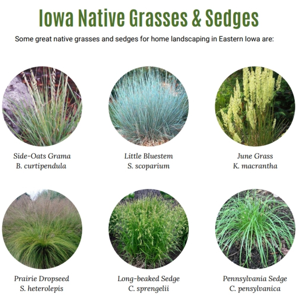 Iowa Native Grasses and Sedges