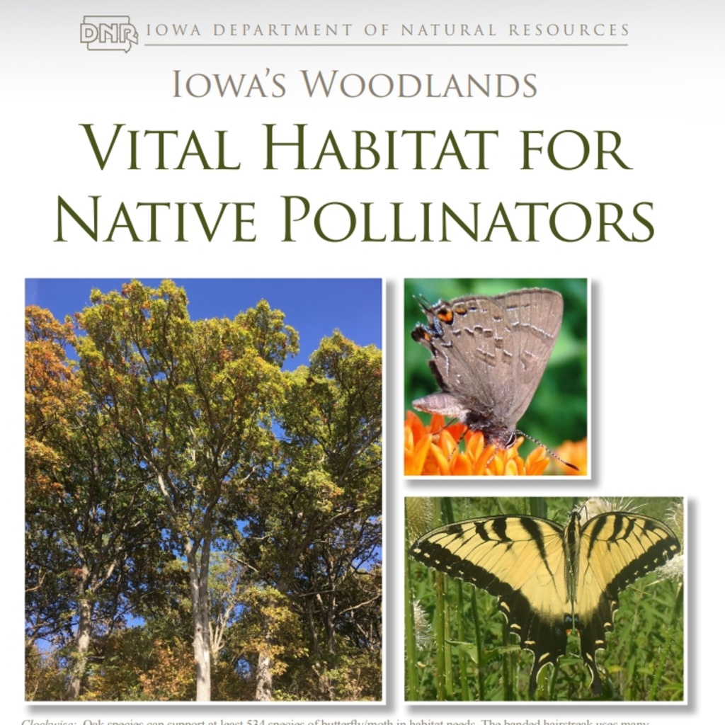 Iowa's Woodlands Vital Habitat for Native Pollinators