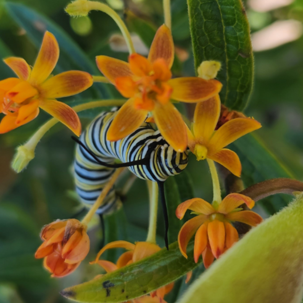 Native Plant Habitats Header