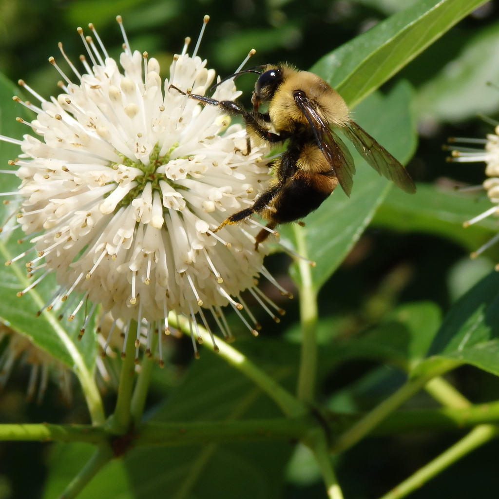 Bee on Button Bush