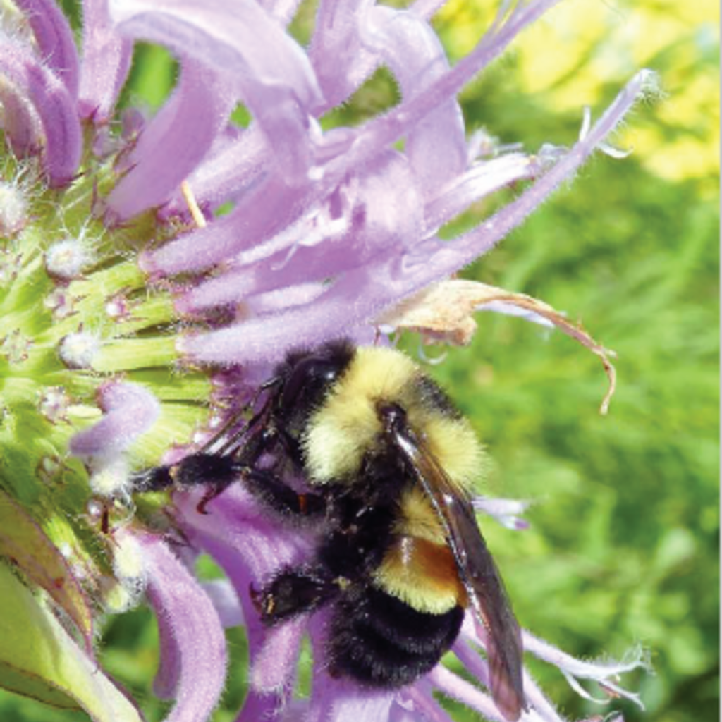 Bees of Iowa Brochure