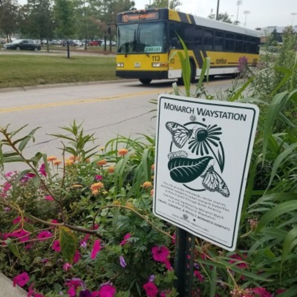 Carver Hawkeye Pollinator Garden