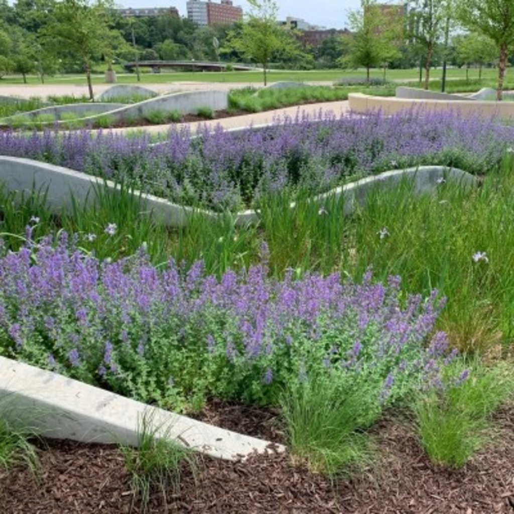 Hancher Rain Garden