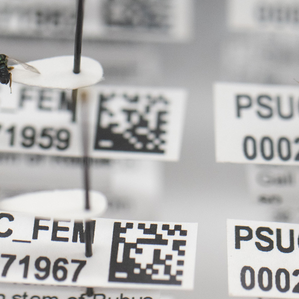 wasps in a museum collection