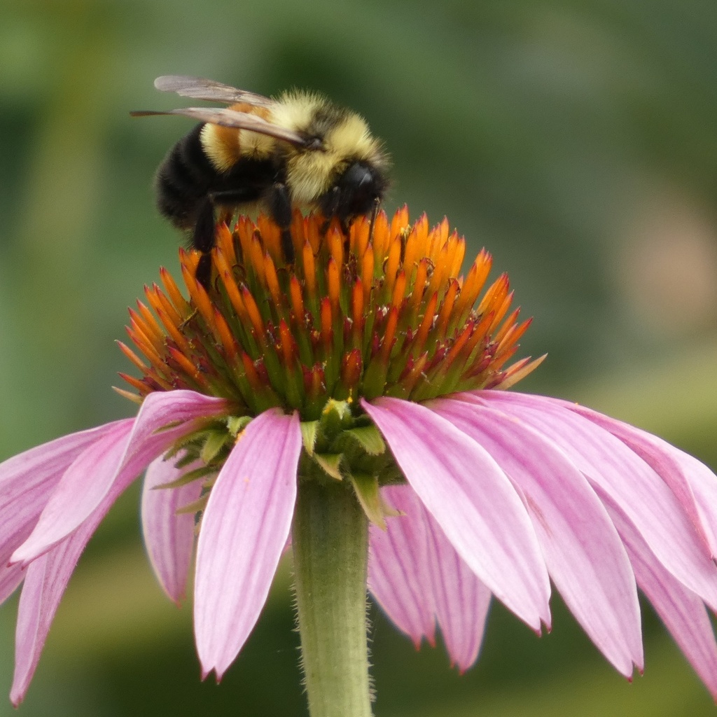 rusty patched bumble bee on coneflower