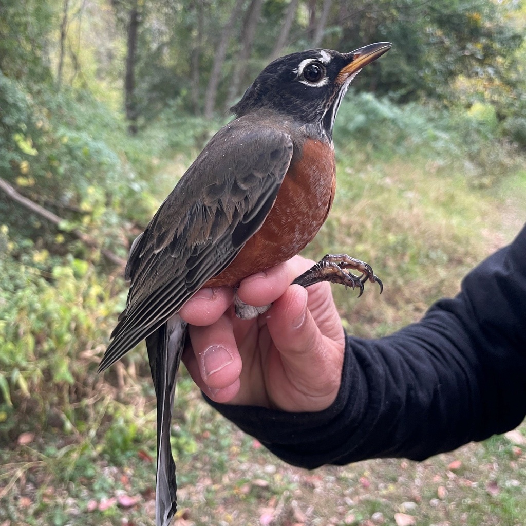 Mid Fall Bird Banding promotional image