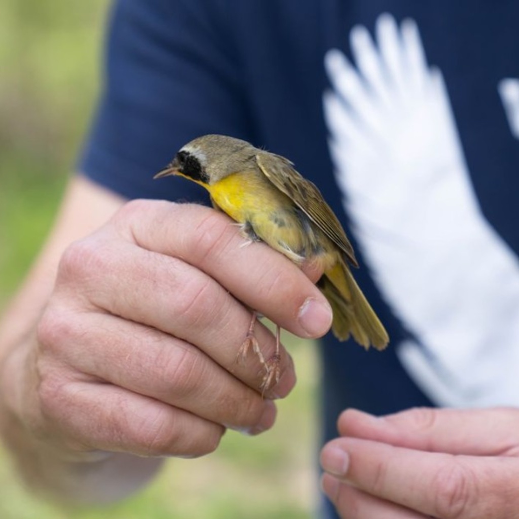 Mid-Spring Bird Banding I promotional image