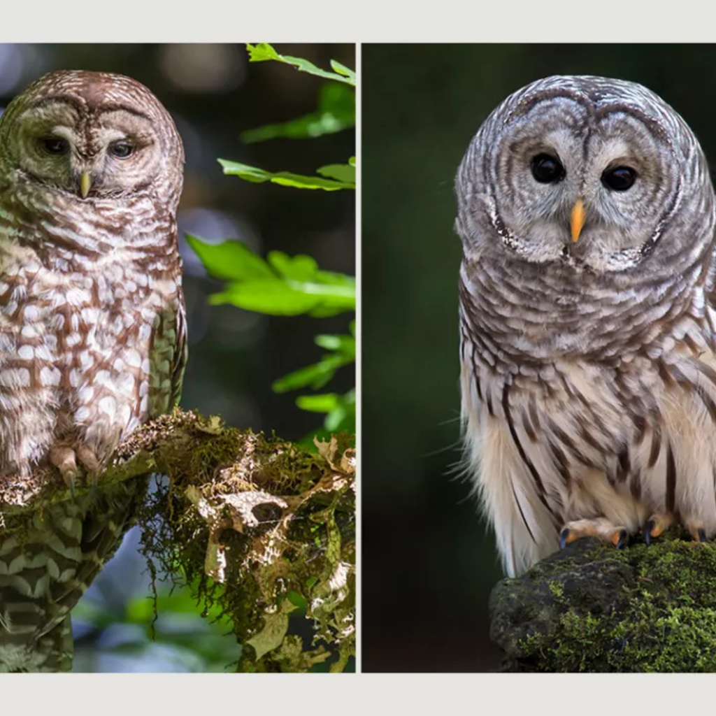 Barred Owls, Spotted Owls, and Ethics in Wildlife Management promotional image