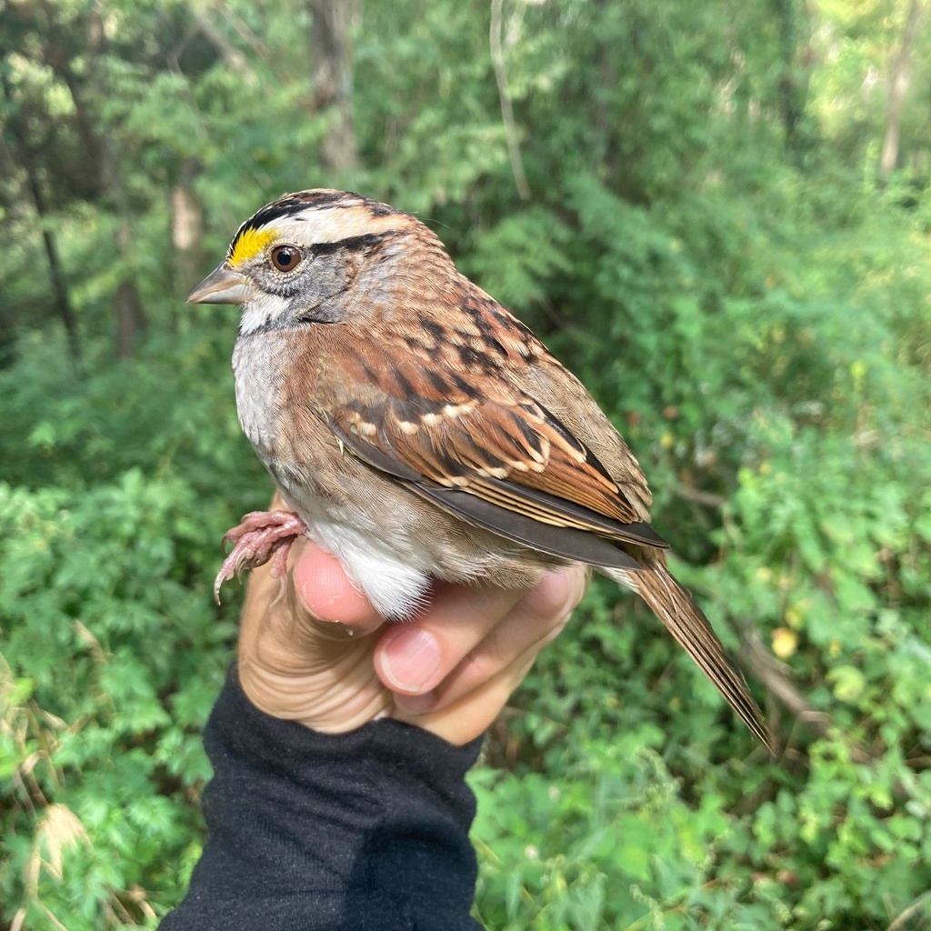 Late Fall Bird Banding promotional image