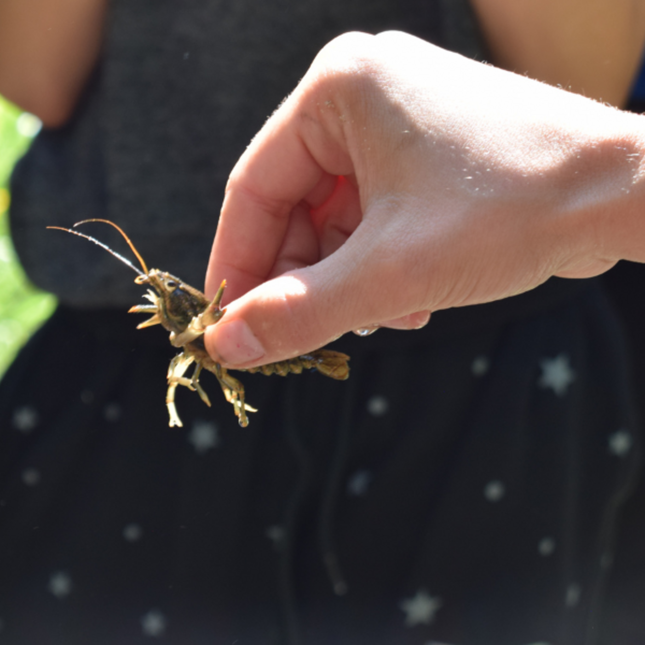 Discover Iowa's Biodiversity at the 4th Annual BioBlitz