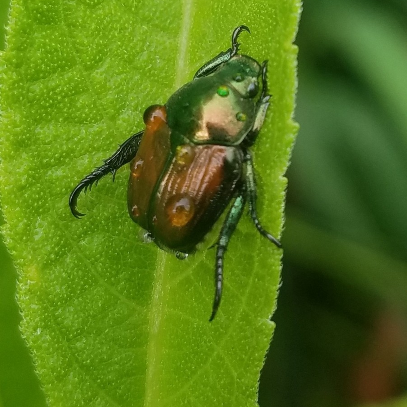 Japanese Beetle (Popillia japonica)