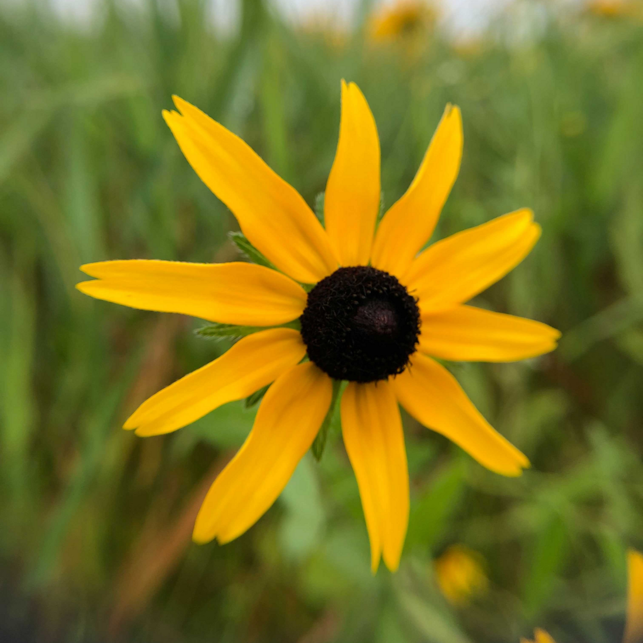 Black-eyed Susan (Rudbeckia hirta)