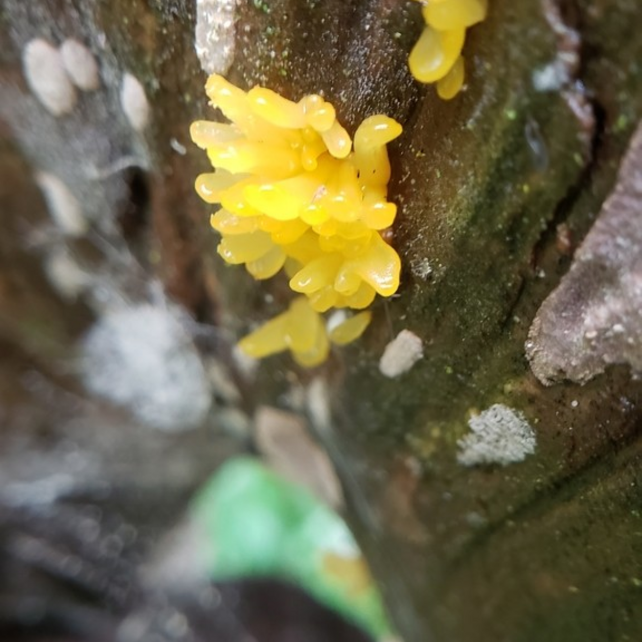 Jelly Fungus (Dacrymyces Capitatus)
