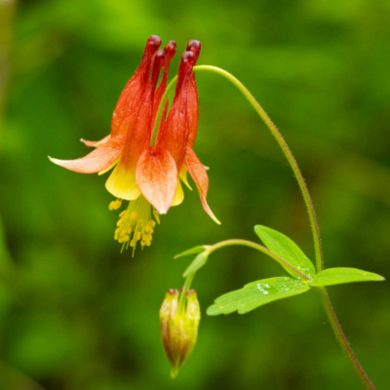 Columbine Native Plant with orange and yellow flower