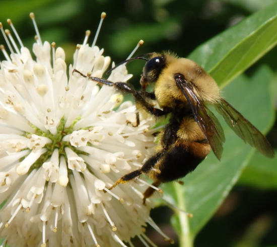 Bee on button bush