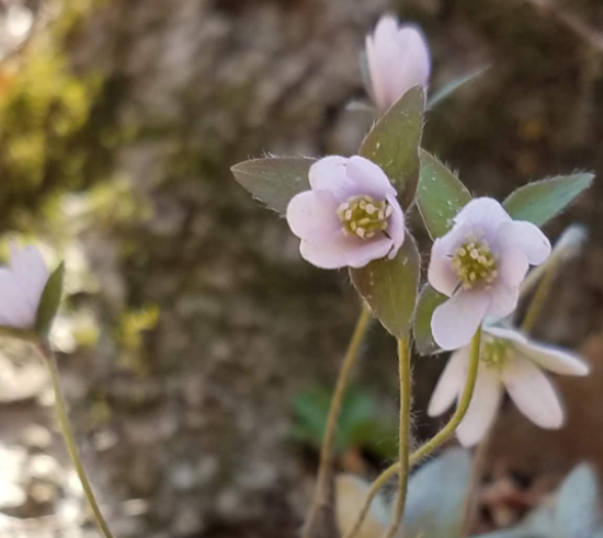 spring flowers