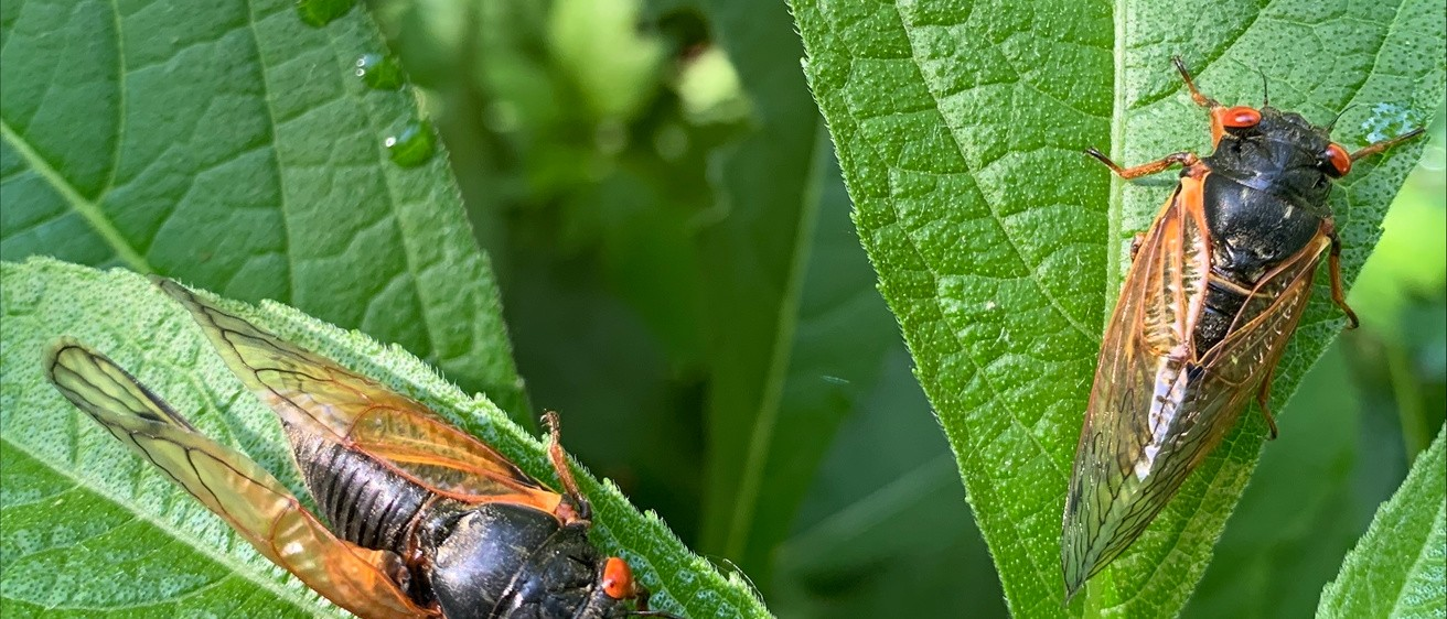 Cicada Broods are Singing—Catch the Cuzz While You Can