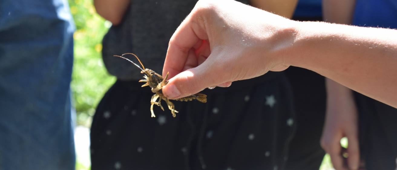 Discover Iowa's Biodiversity at the 4th Annual BioBlitz