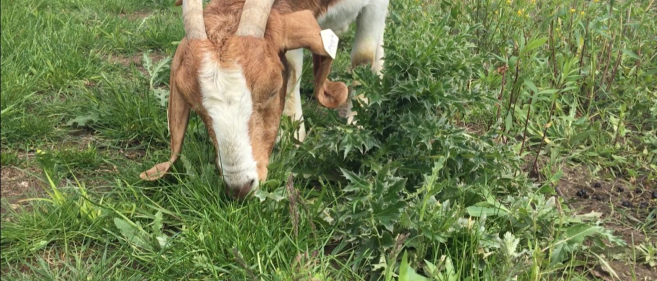City of Dubuque Employing Goats to Clear Overgrown Brush in Pilot Program