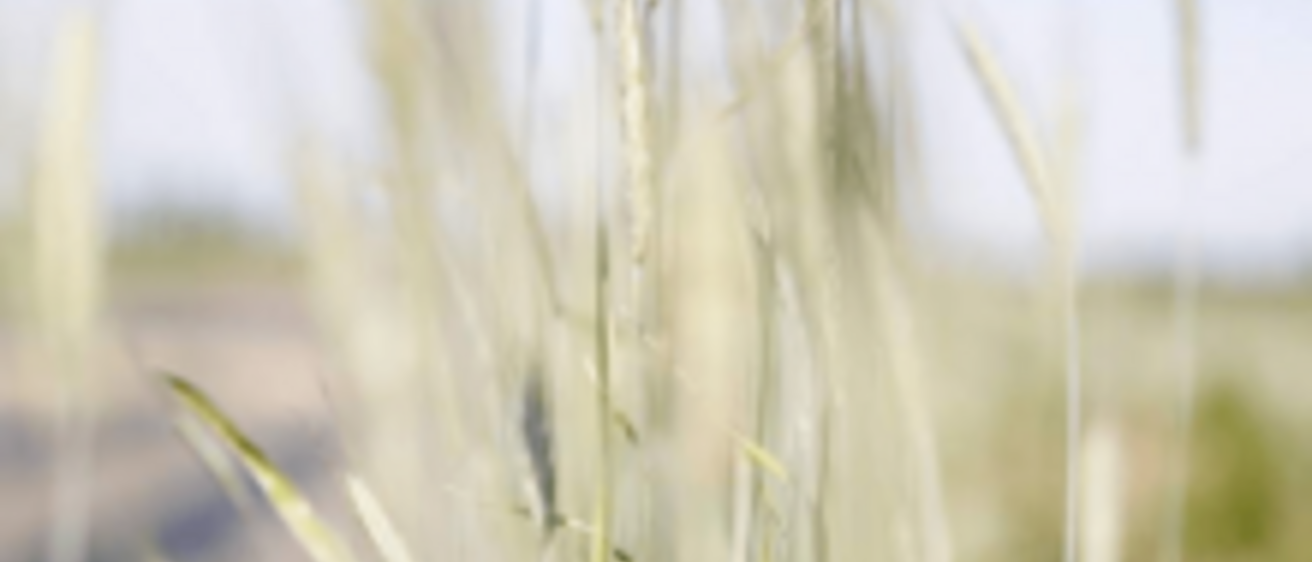 Denying the Truth of Climate Change Hurts Iowa's Farmers