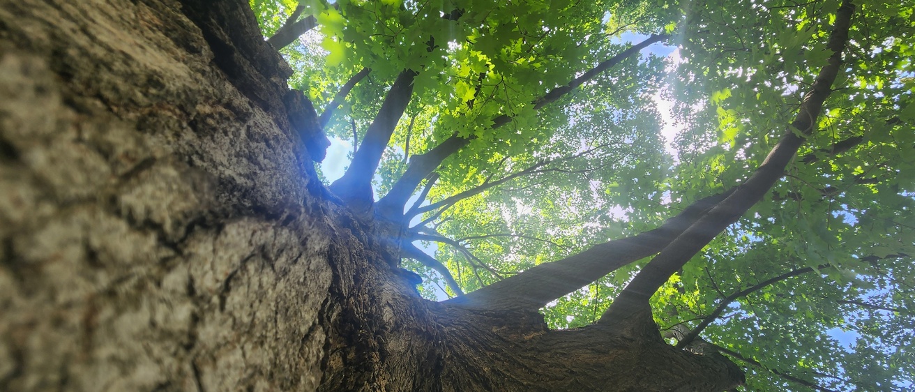 Looking up a tree trunk on the Pentacrest