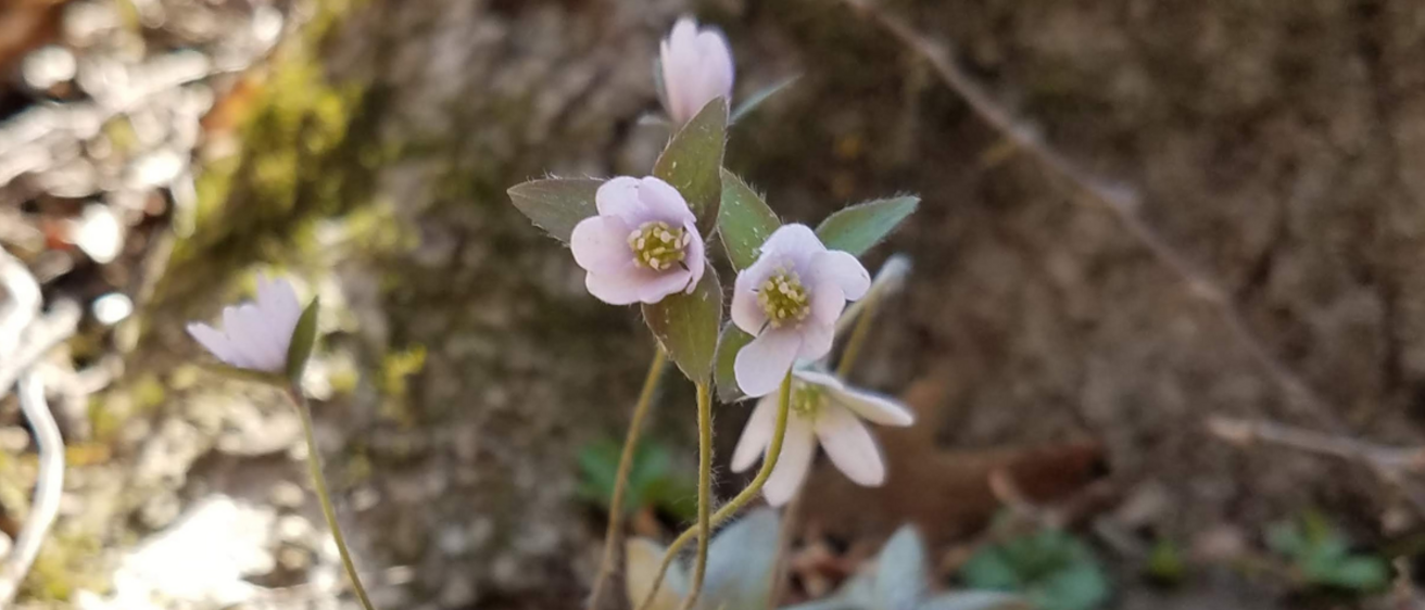 City Nature Challenge