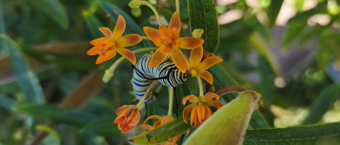 Native Plant Habitats Header