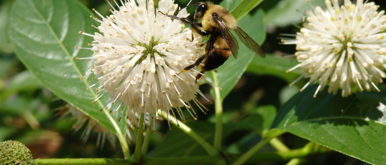 Bee on Button Bush
