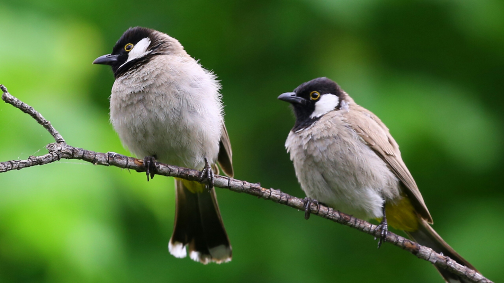 Two birds on a branch