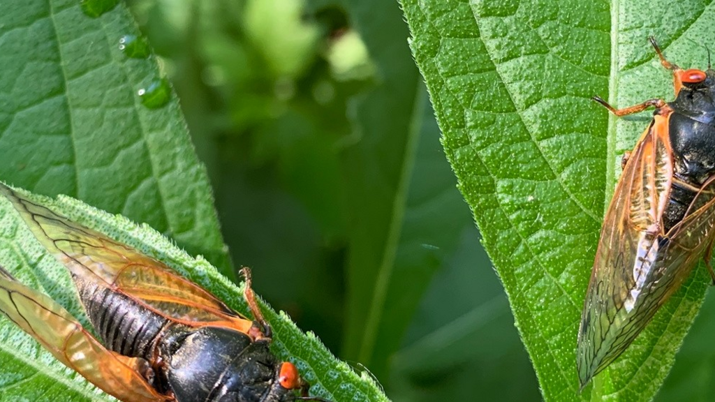 Cicada Broods are Singing—Catch the Cuzz While You Can