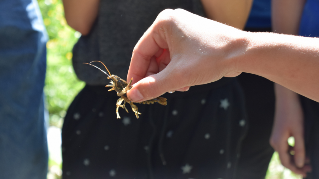 Discover Iowa's Biodiversity at the 4th Annual BioBlitz