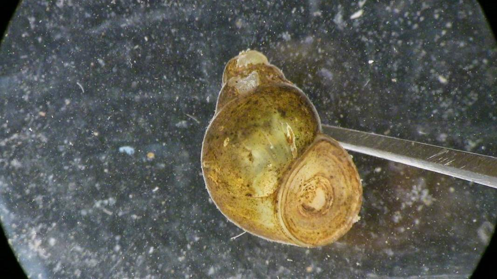 Biologists Trace Origin of Invasive Snails in the Great Lakes