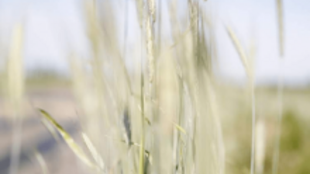 Denying the Truth of Climate Change Hurts Iowa's Farmers