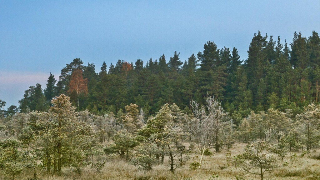 Global Environmental Changes Leading to Shorter, Younger Trees