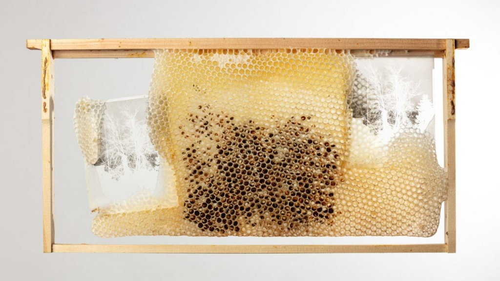 UI Assistant Professor Brings Bees to the Visual Arts Building