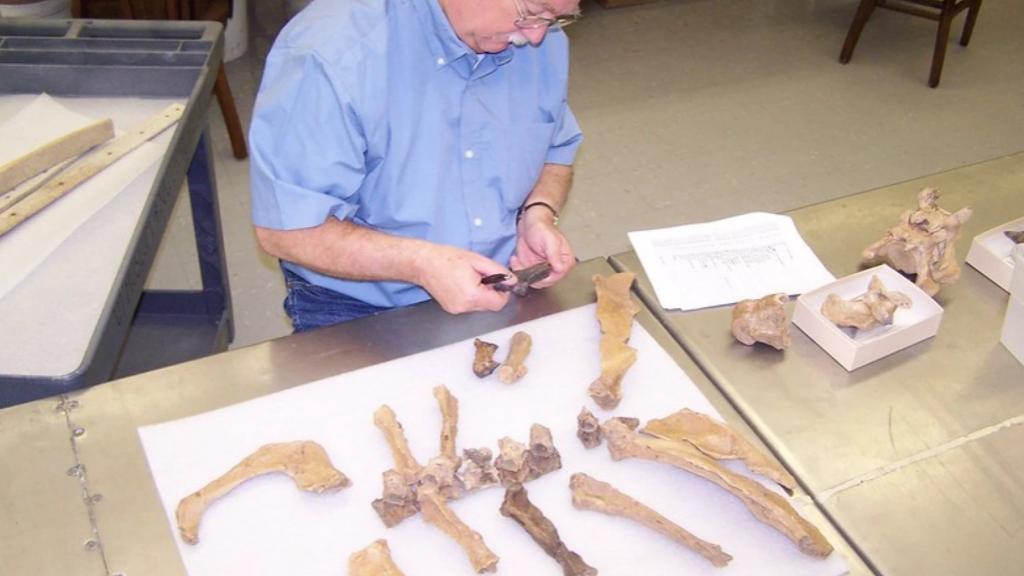 UI Researchers Present Findings on Ice Age Sloth Found in Southwest Iowa