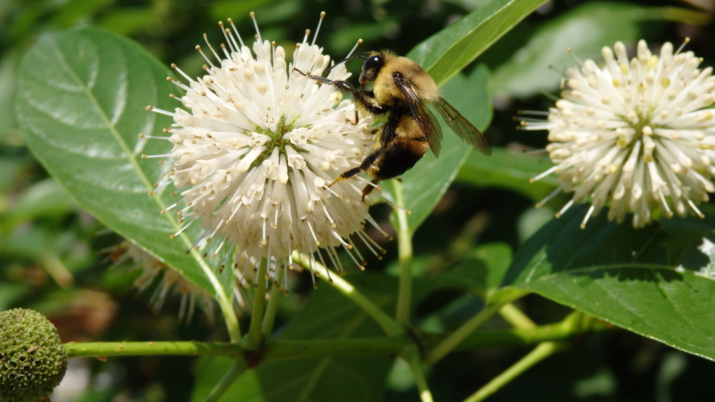 Bee on Button Bush