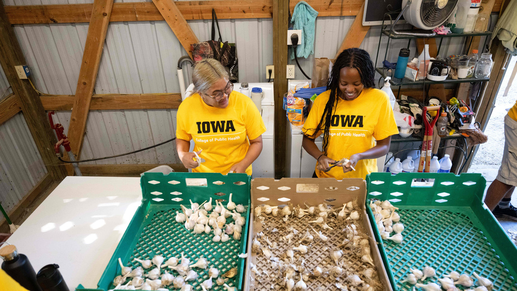 Student volunteers cleaning garlic bulbs