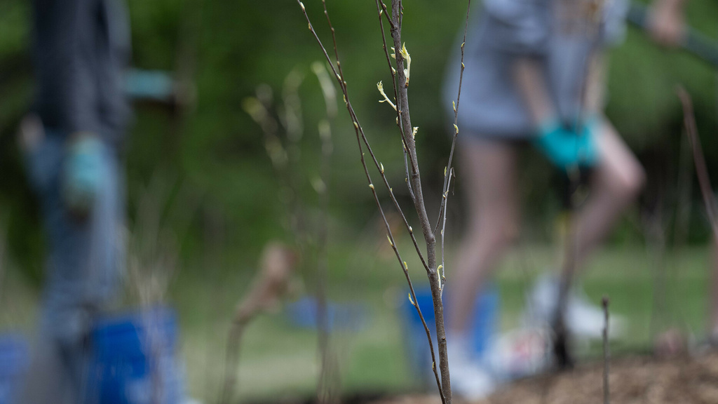 Tree sapling growing in the Miyawaki Forest