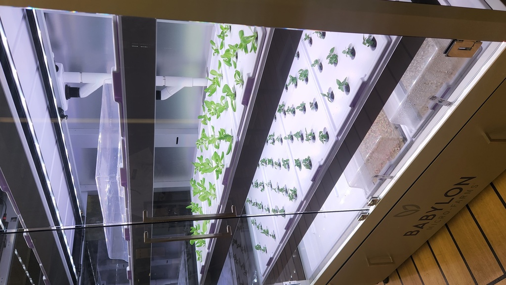This is one of two microgardens that can be found in Burge Market Place.