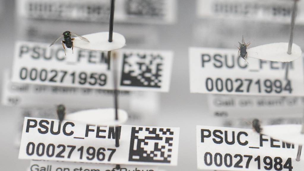 wasps in a museum collection