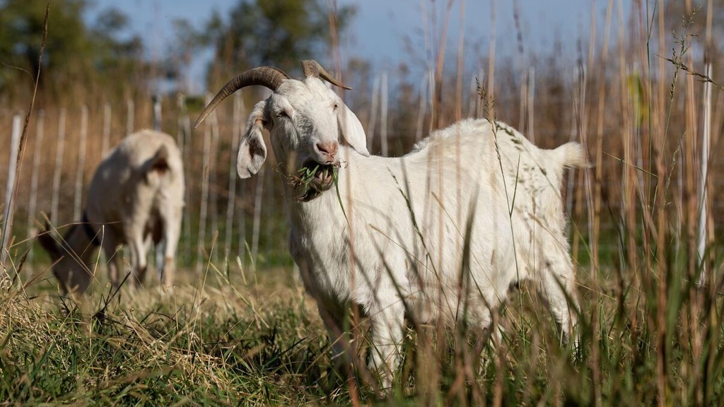 Goats grazing on grass