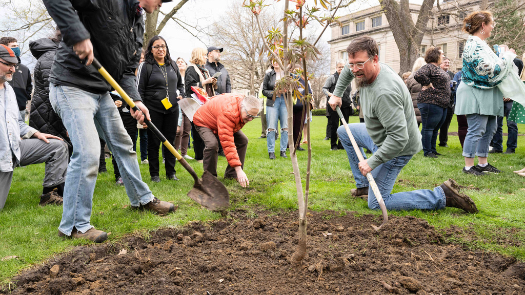 Campus Arborist Andy Dahl and others planting the Anne Frank tree on the Pentacrest