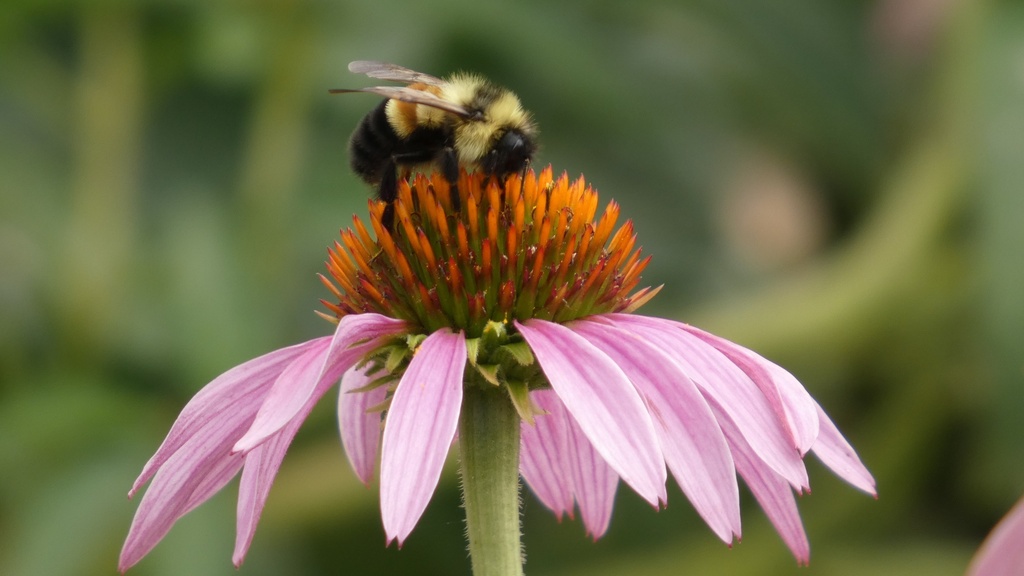 rusty patched bumble bee on coneflower